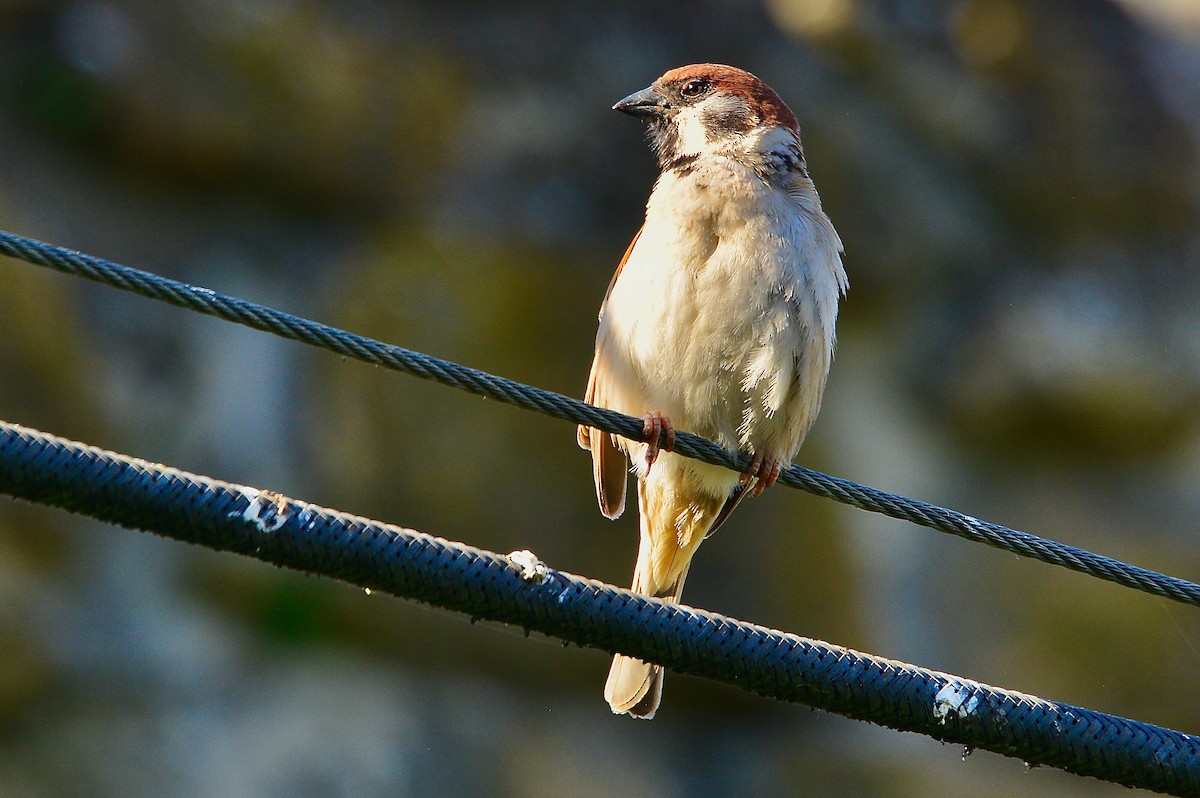 Eurasian Tree Sparrow - Odd Helge Gilja