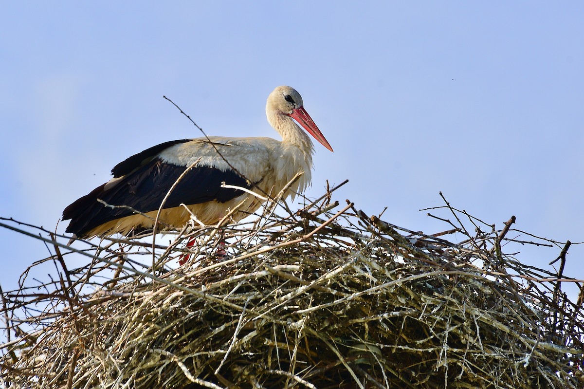 White Stork - ML450866511