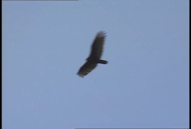 Turkey Vulture - ML450869