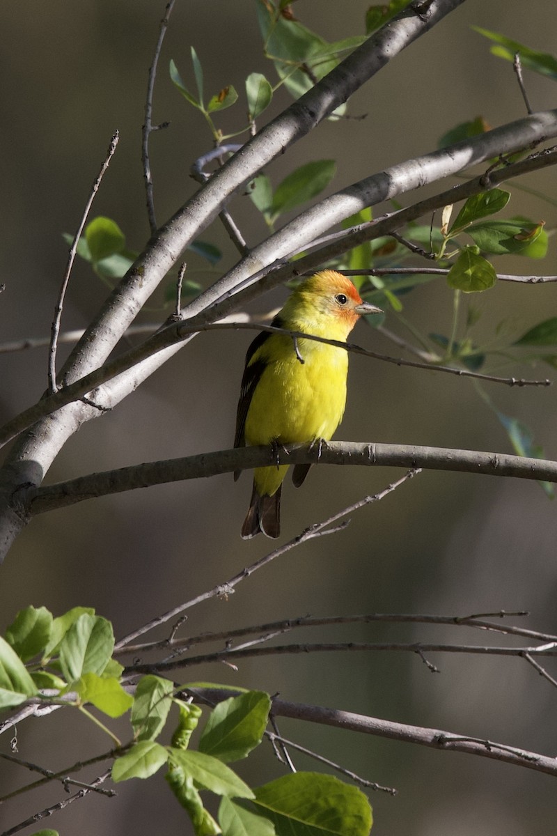 Western Tanager - ML450869071