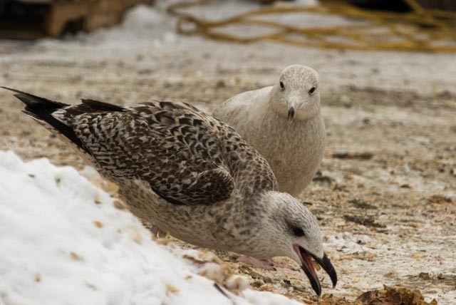 Great Black-backed Gull - ML45086931