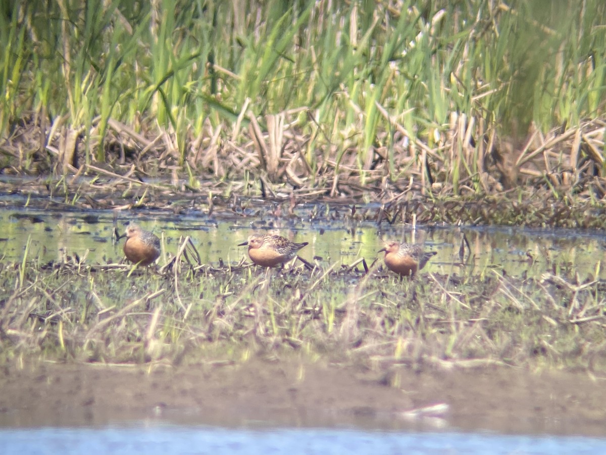 Red Knot - josh Ketry