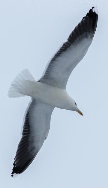 Great Black-backed Gull - ML45086961