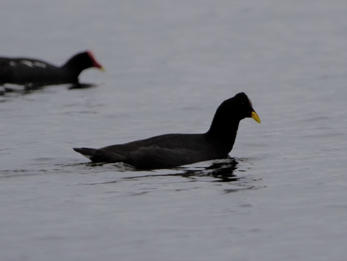 Red-fronted Coot - ML450869681