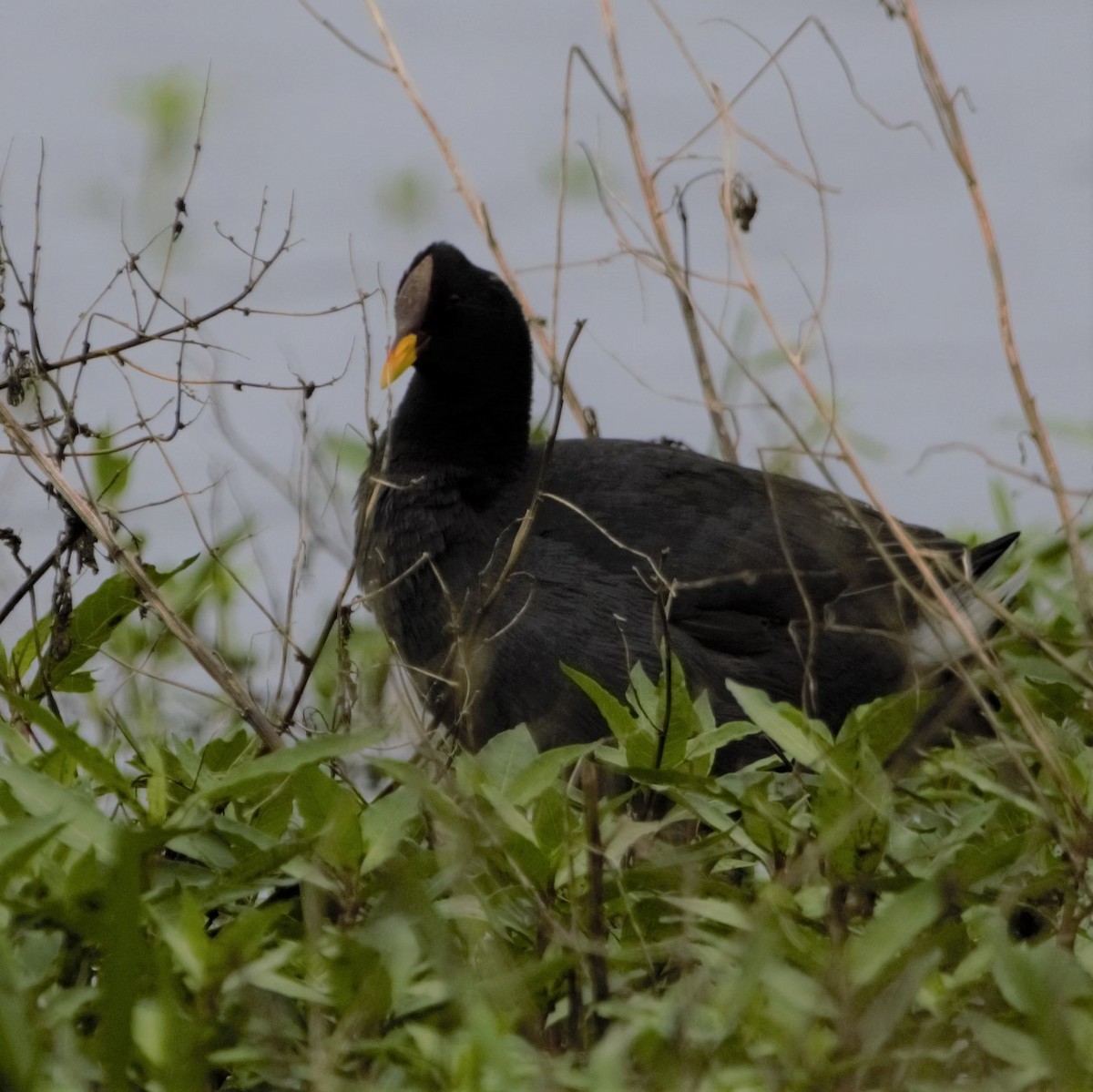 Red-fronted Coot - ML450869691
