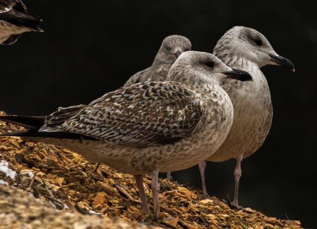 Great Black-backed Gull - Isis Erb