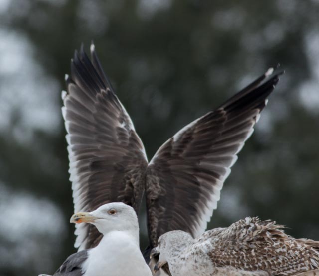 Great Black-backed Gull - ML45086991