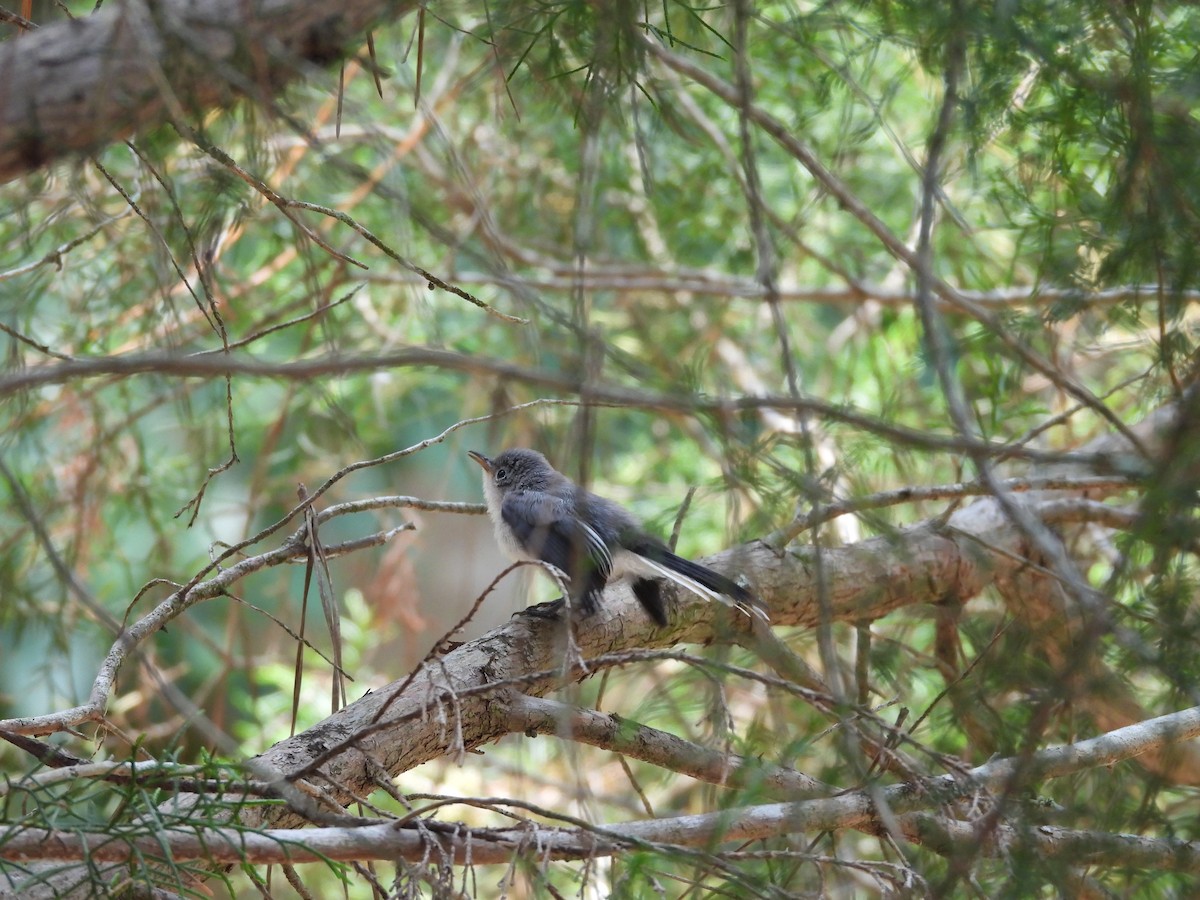 Blue-gray Gnatcatcher - ML450872351