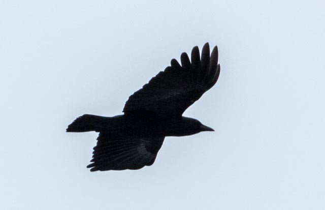 American Crow - ML45087241