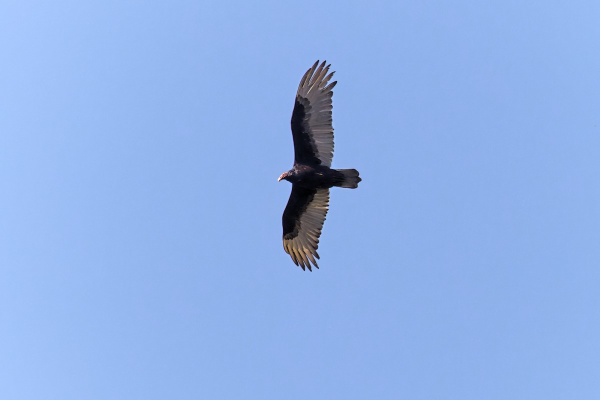 Turkey Vulture - ML450872421