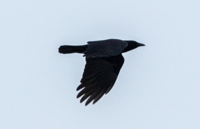 American Crow - ML45087261