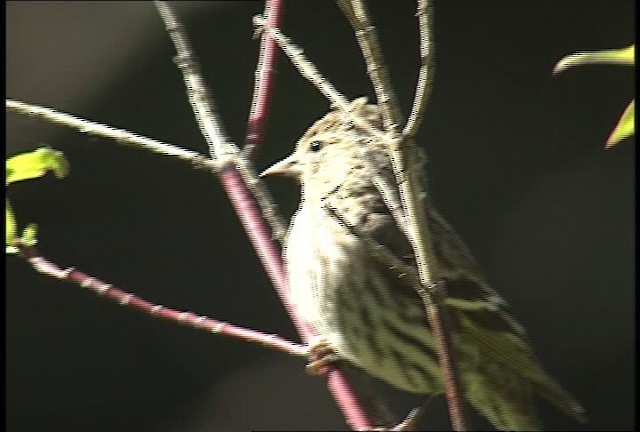 Pine Siskin - ML450873