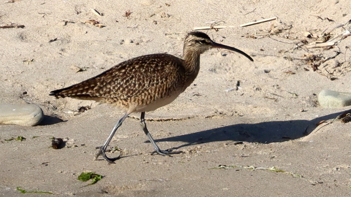 Whimbrel (Hudsonian) - ML450873051
