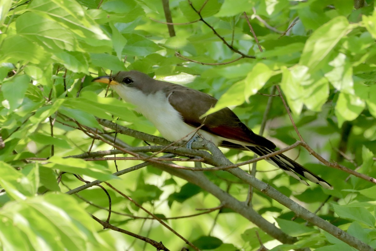 Yellow-billed Cuckoo - ML450873201