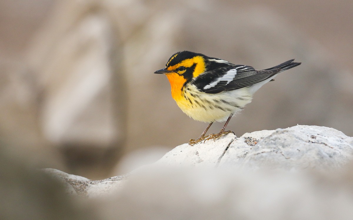 Blackburnian Warbler - ML450873711