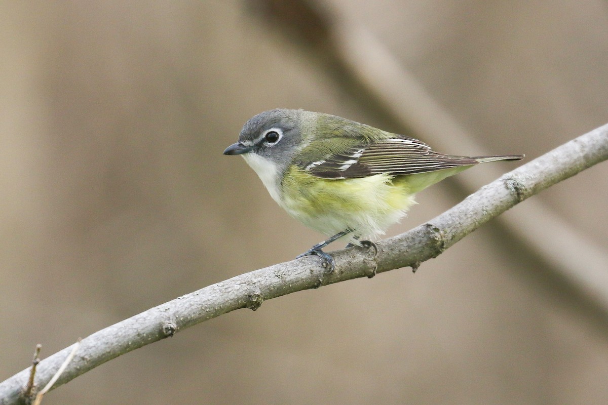 Blue-headed Vireo - ML450874891