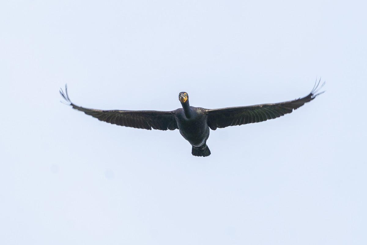 Double-crested Cormorant - Garrett Sheets