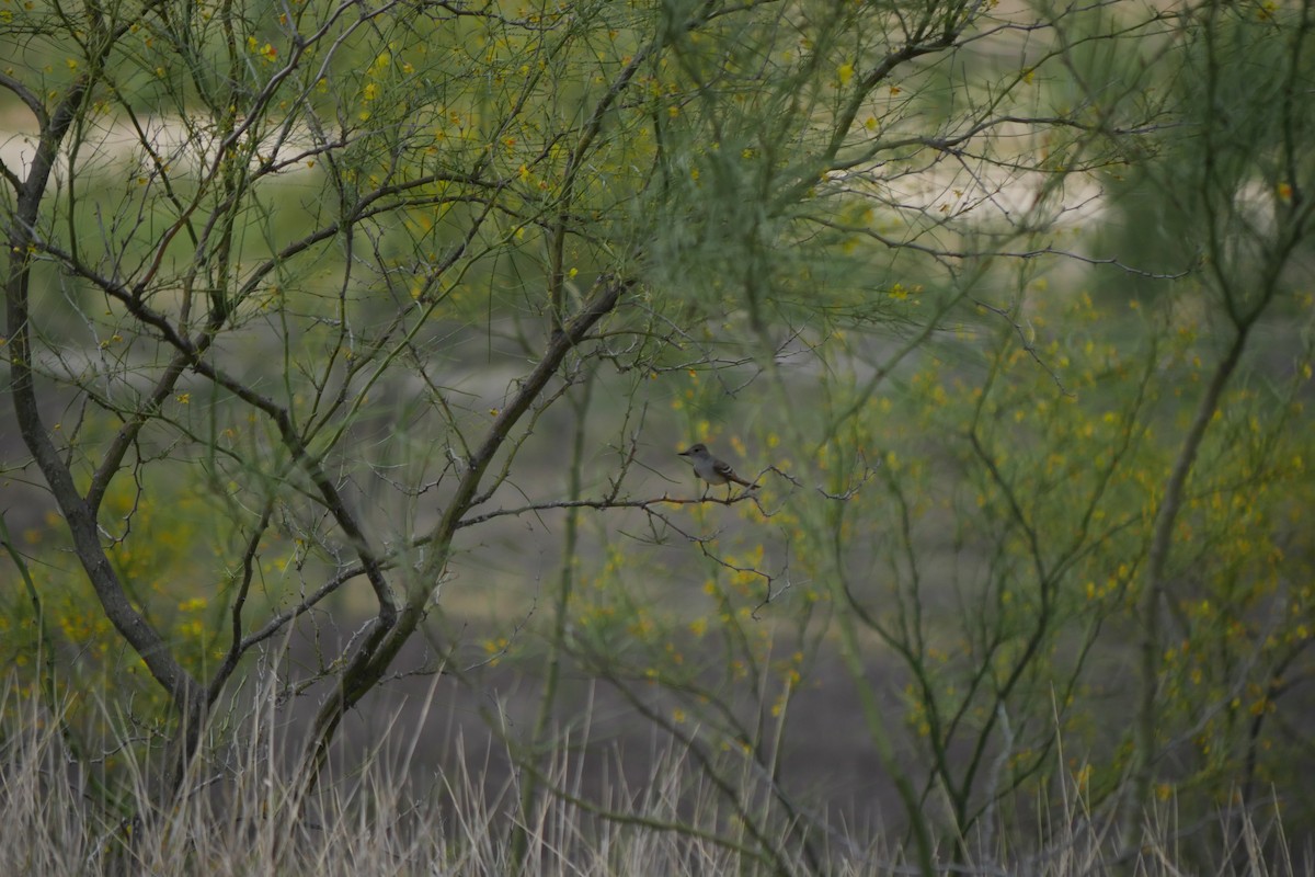 Ash-throated Flycatcher - ML450875911