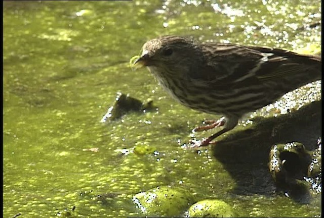 Pine Siskin - ML450876