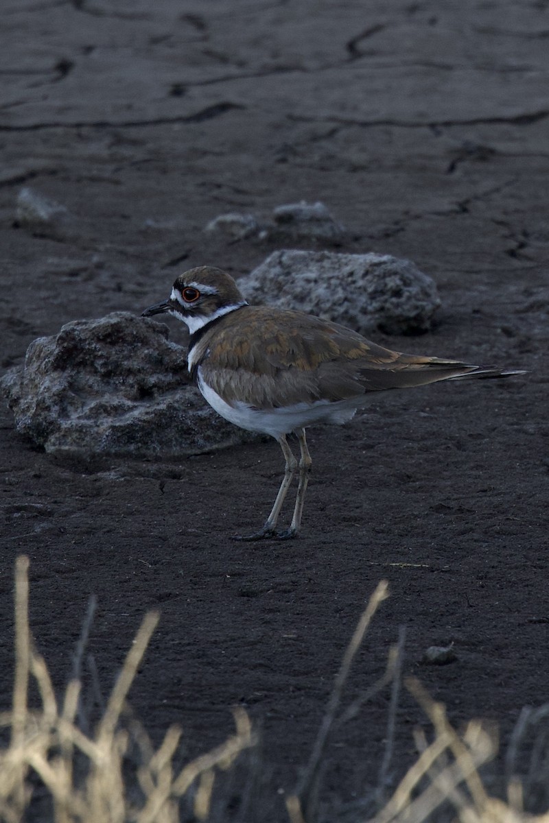 Killdeer - ML450876231