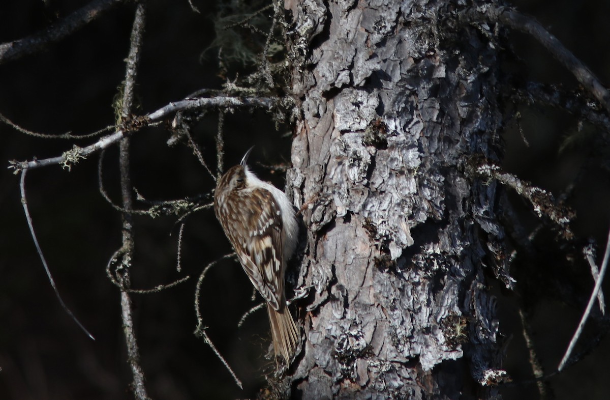 Brown Creeper - Real Gauthier