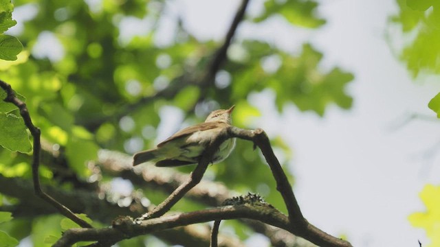 Iberian Chiffchaff - ML450877301