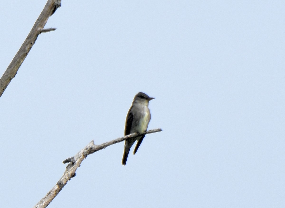 Olive-sided Flycatcher - ML450877531