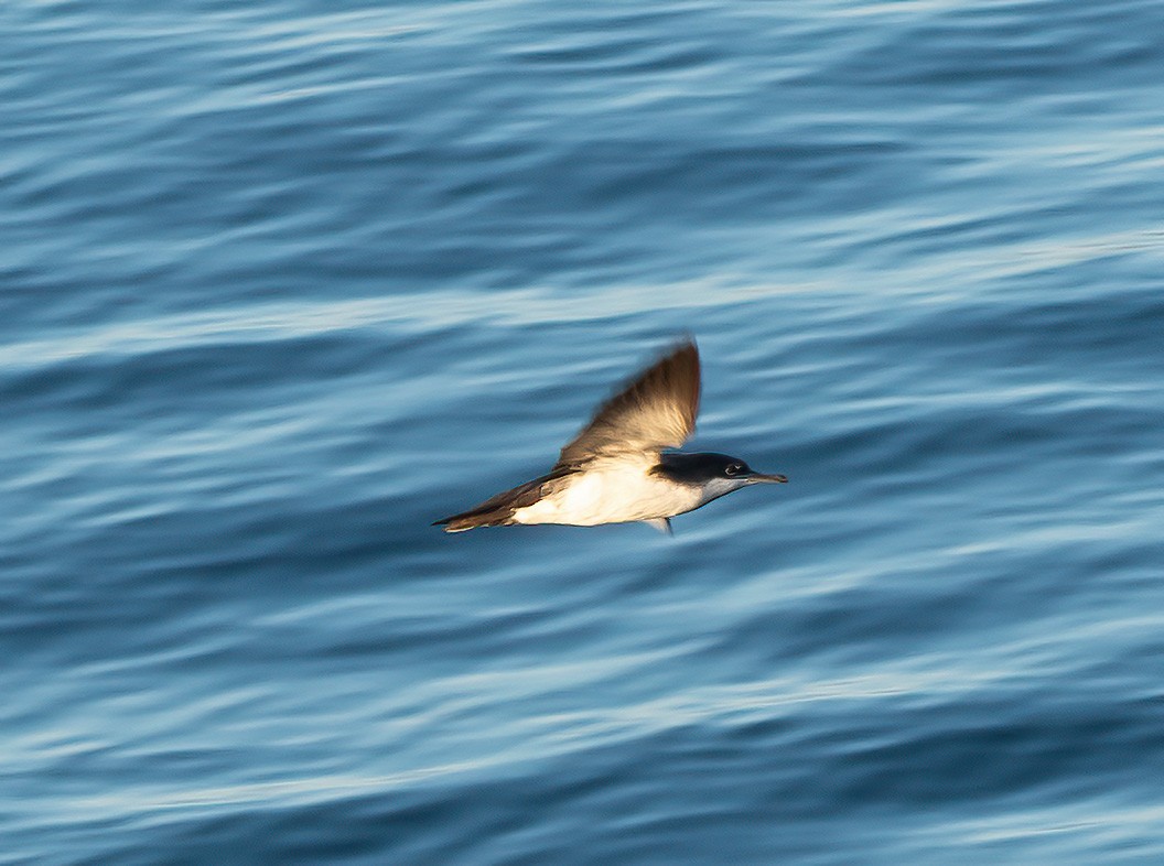 Galapagos Shearwater - ML450877681