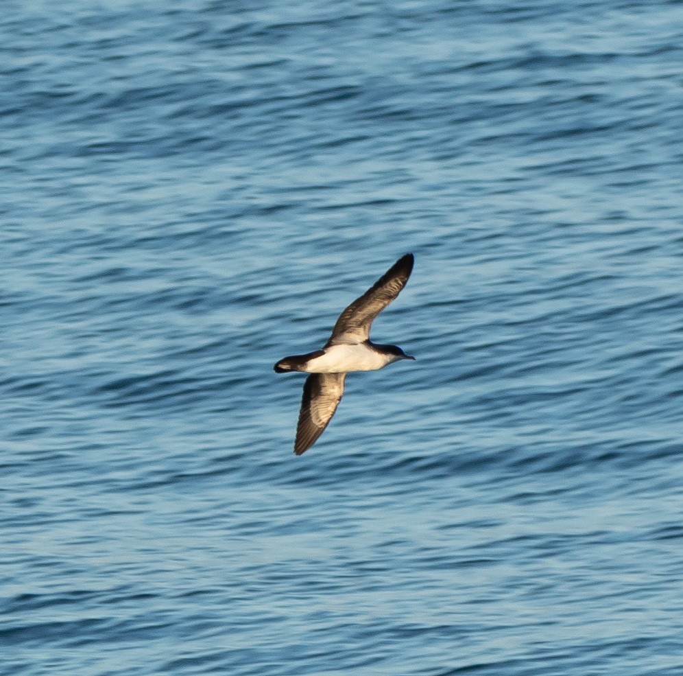 Galapagos Shearwater - ML450877691