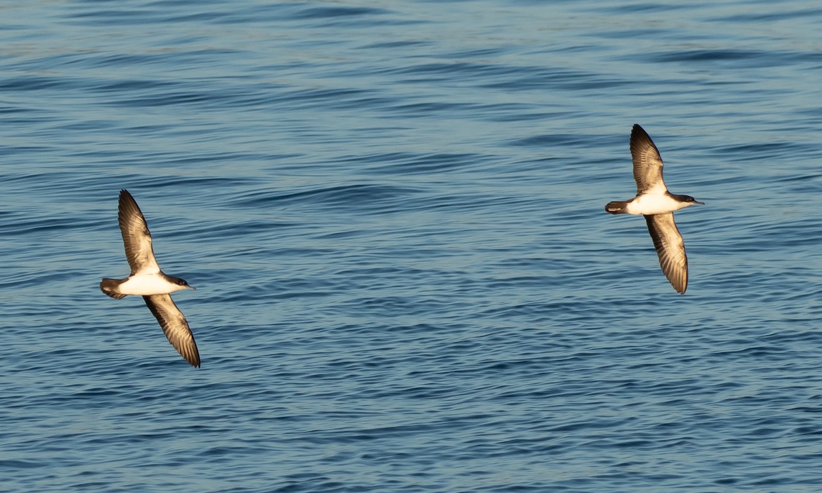 Galapagos Shearwater - ML450877701
