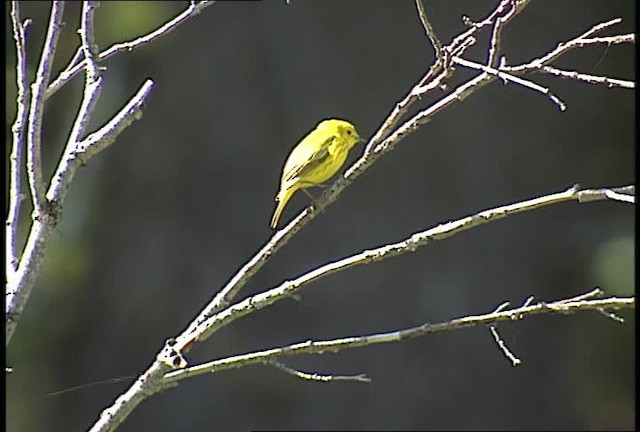 Yellow Warbler (Northern) - ML450878