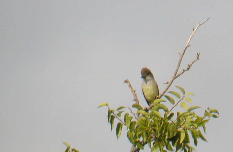 Dusky-capped Flycatcher (olivascens) - ML45087851