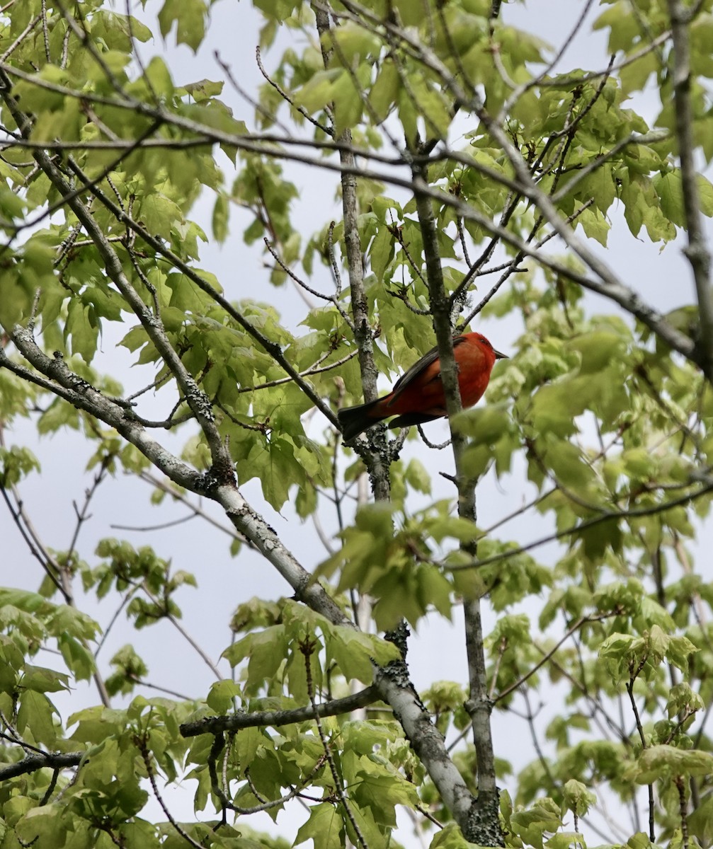 Scarlet Tanager - ML450878661