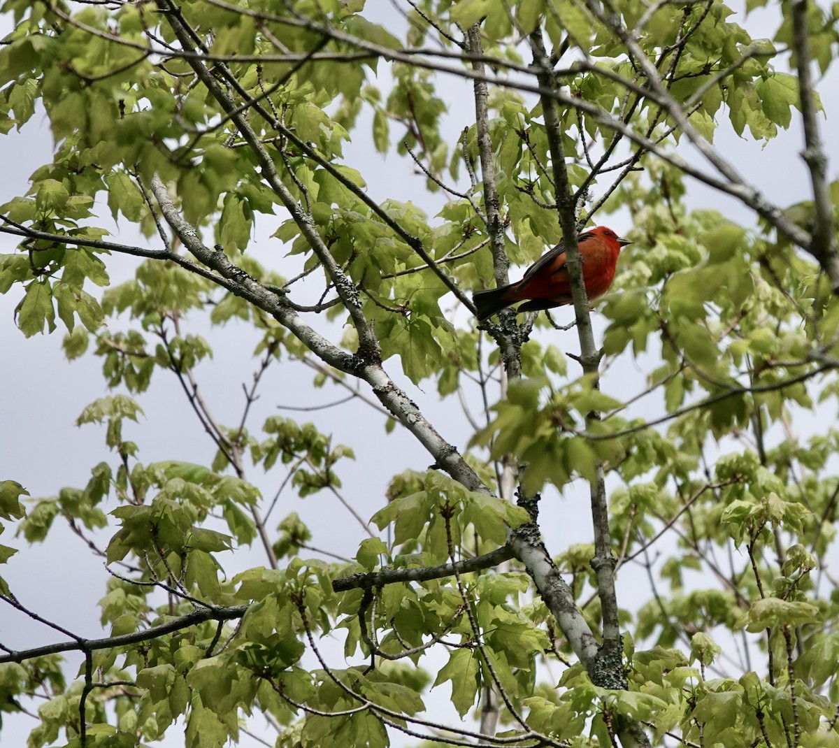 Scarlet Tanager - ML450878741