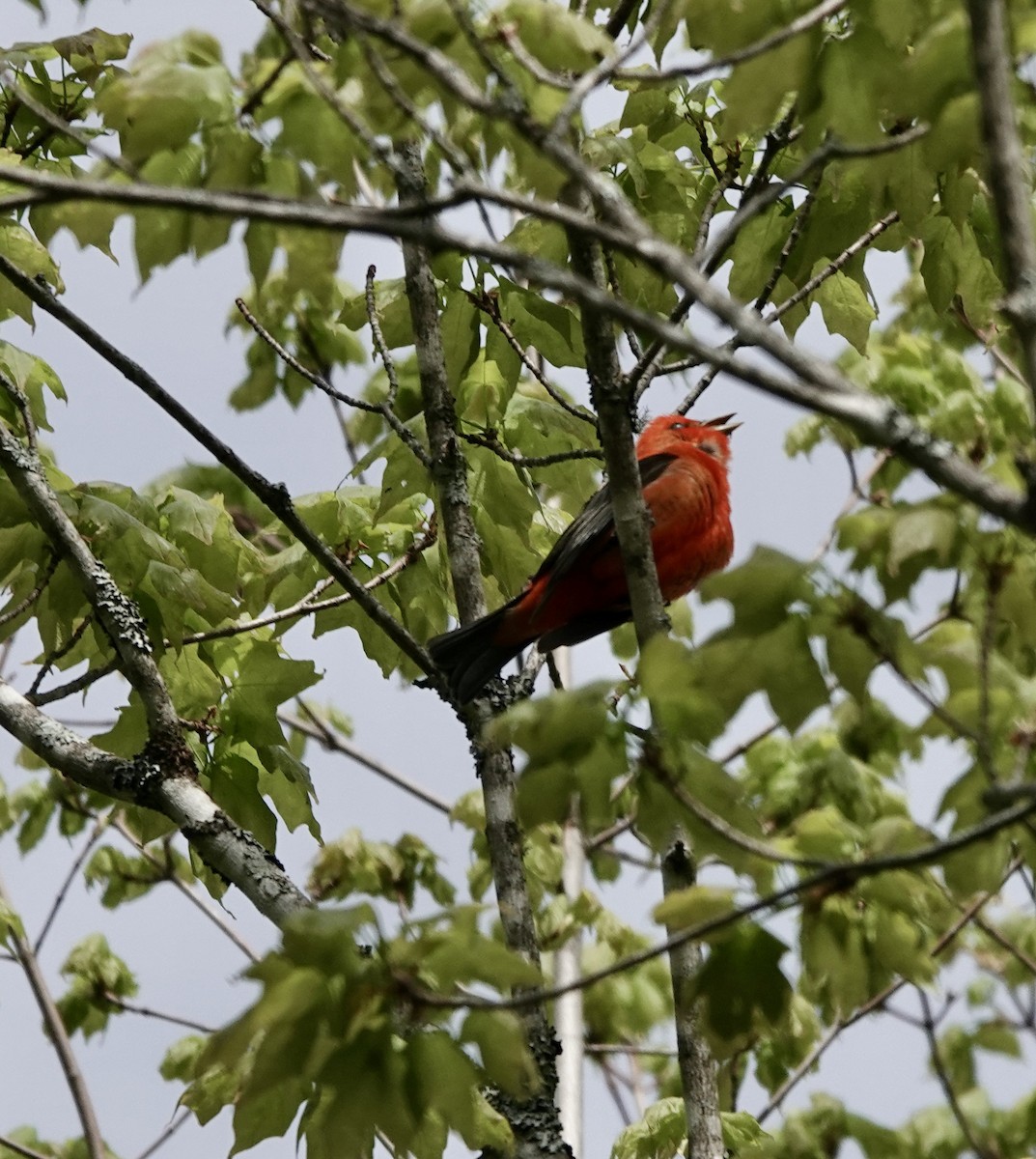 Scarlet Tanager - Jeanne-Marie Maher