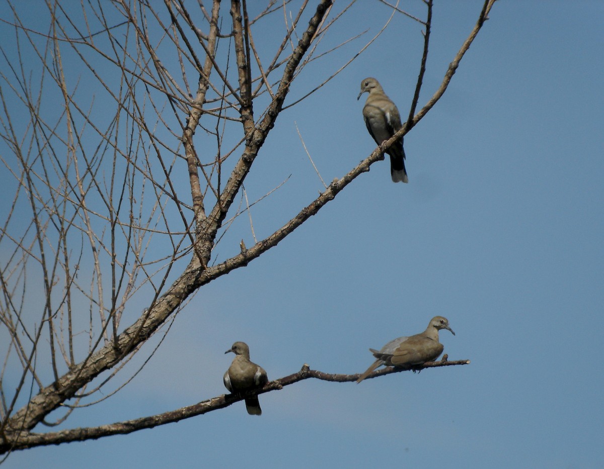 White-winged Dove - ML45087901