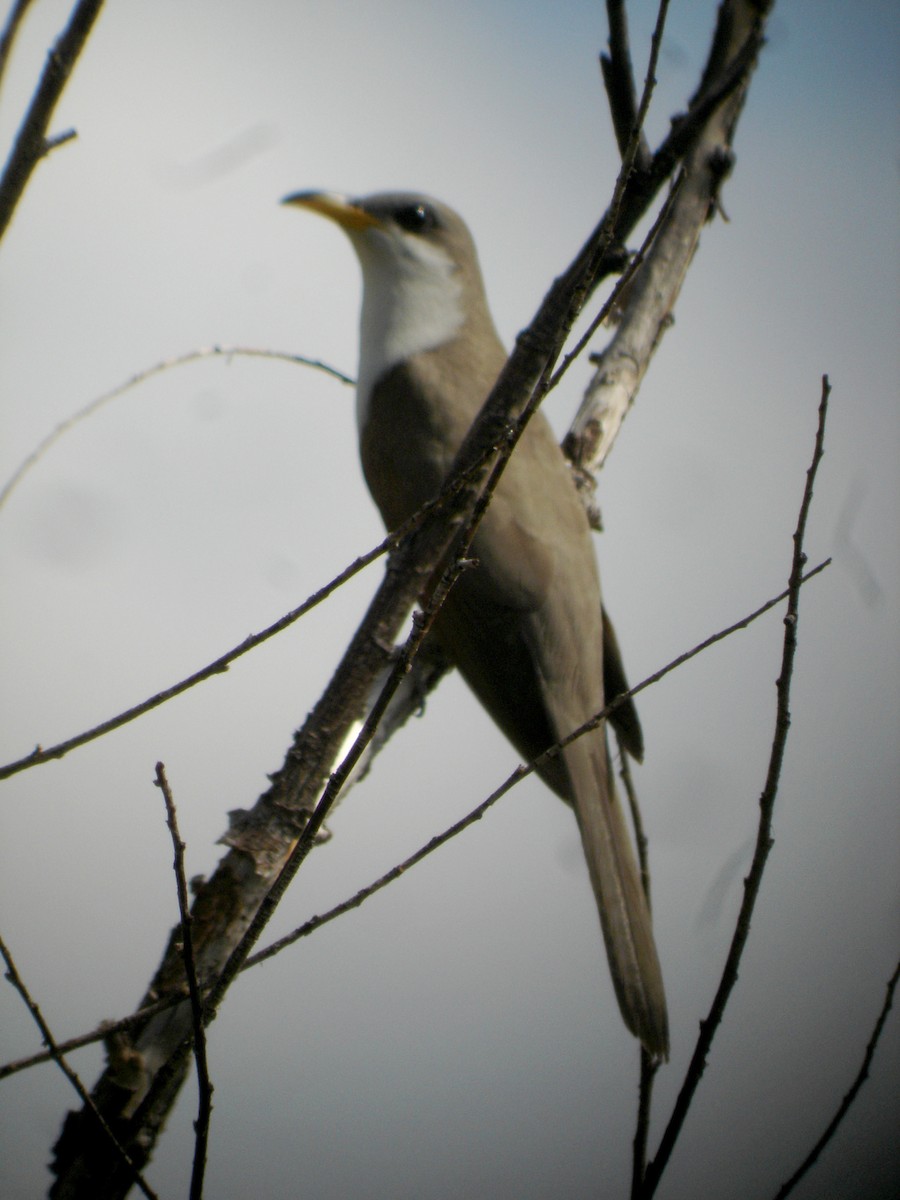 Yellow-billed Cuckoo - ML45087921