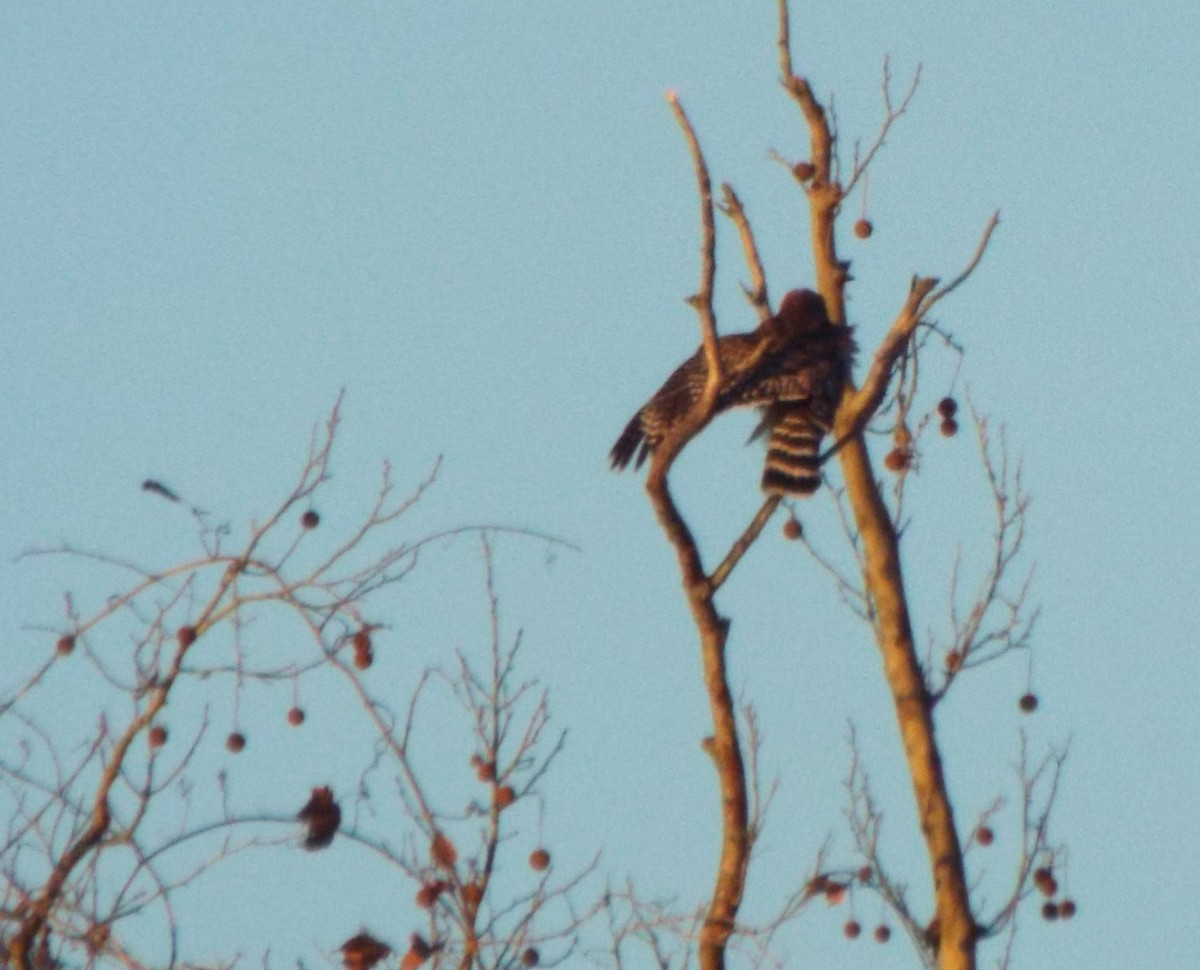 Red-shouldered Hawk - ML45087941