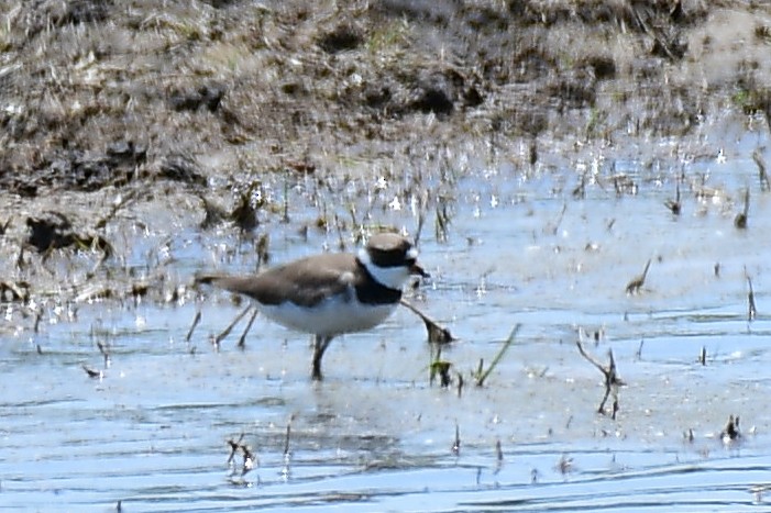 Semipalmated Plover - ML450879931