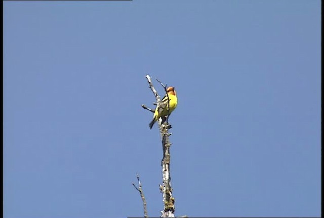 Western Tanager - ML450880