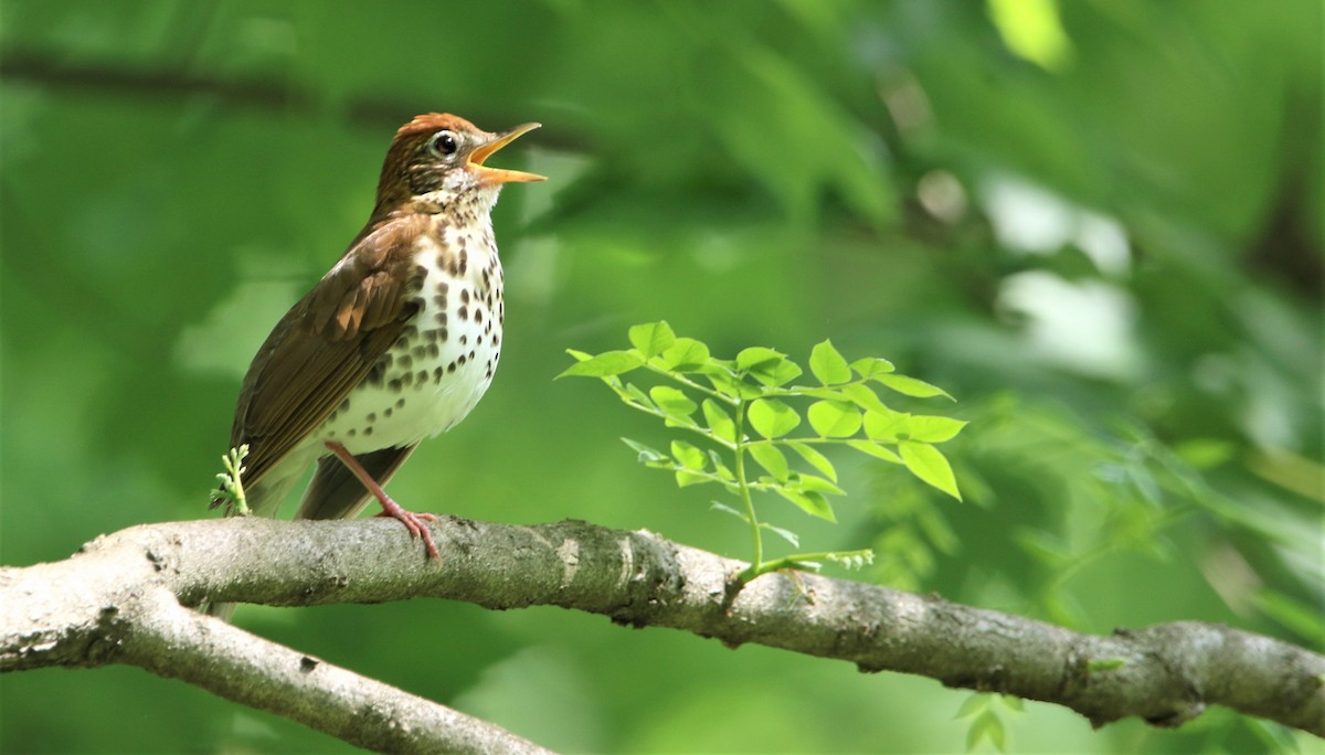 Wood Thrush - ML450880201