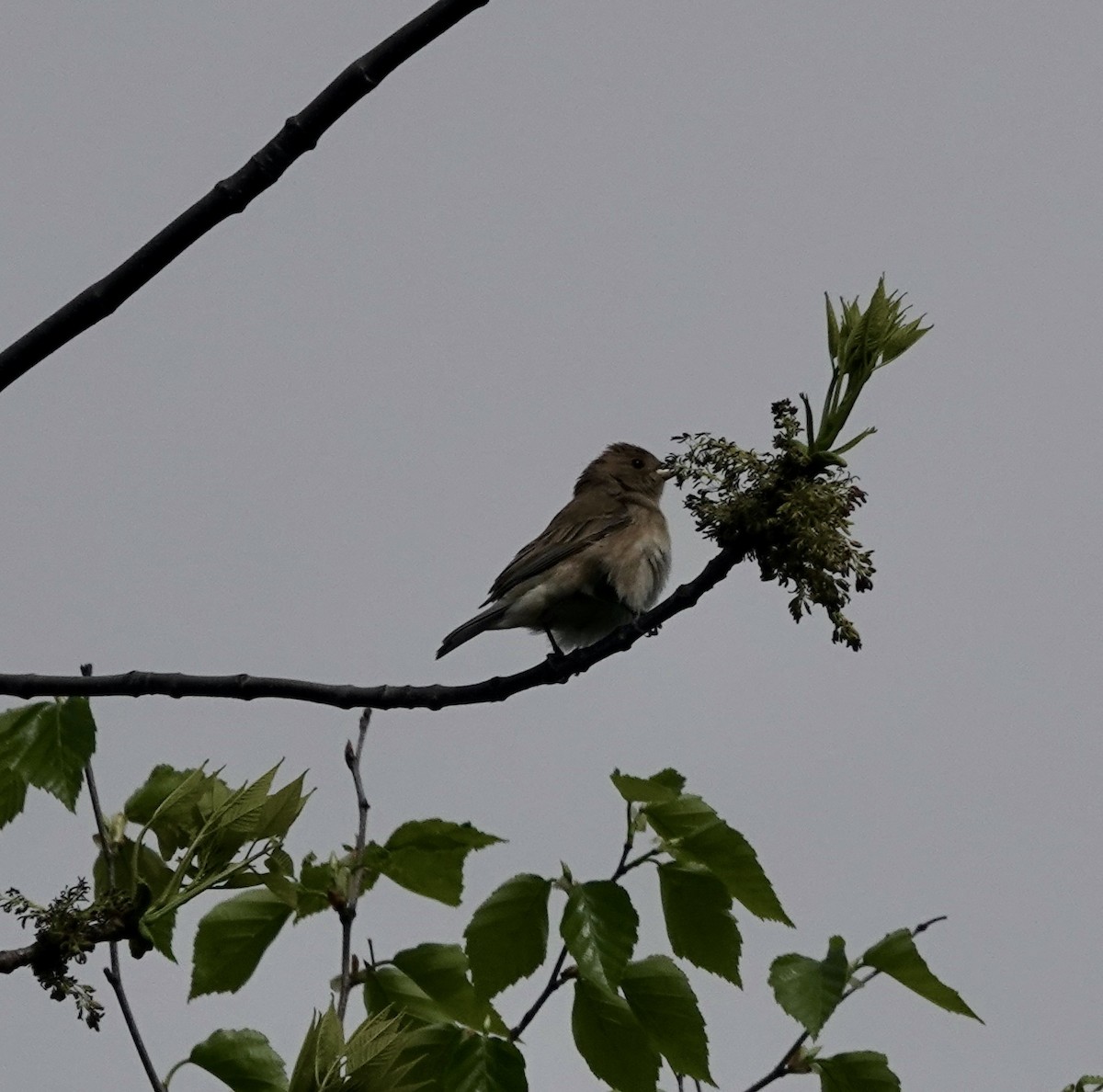 Indigo Bunting - ML450880901