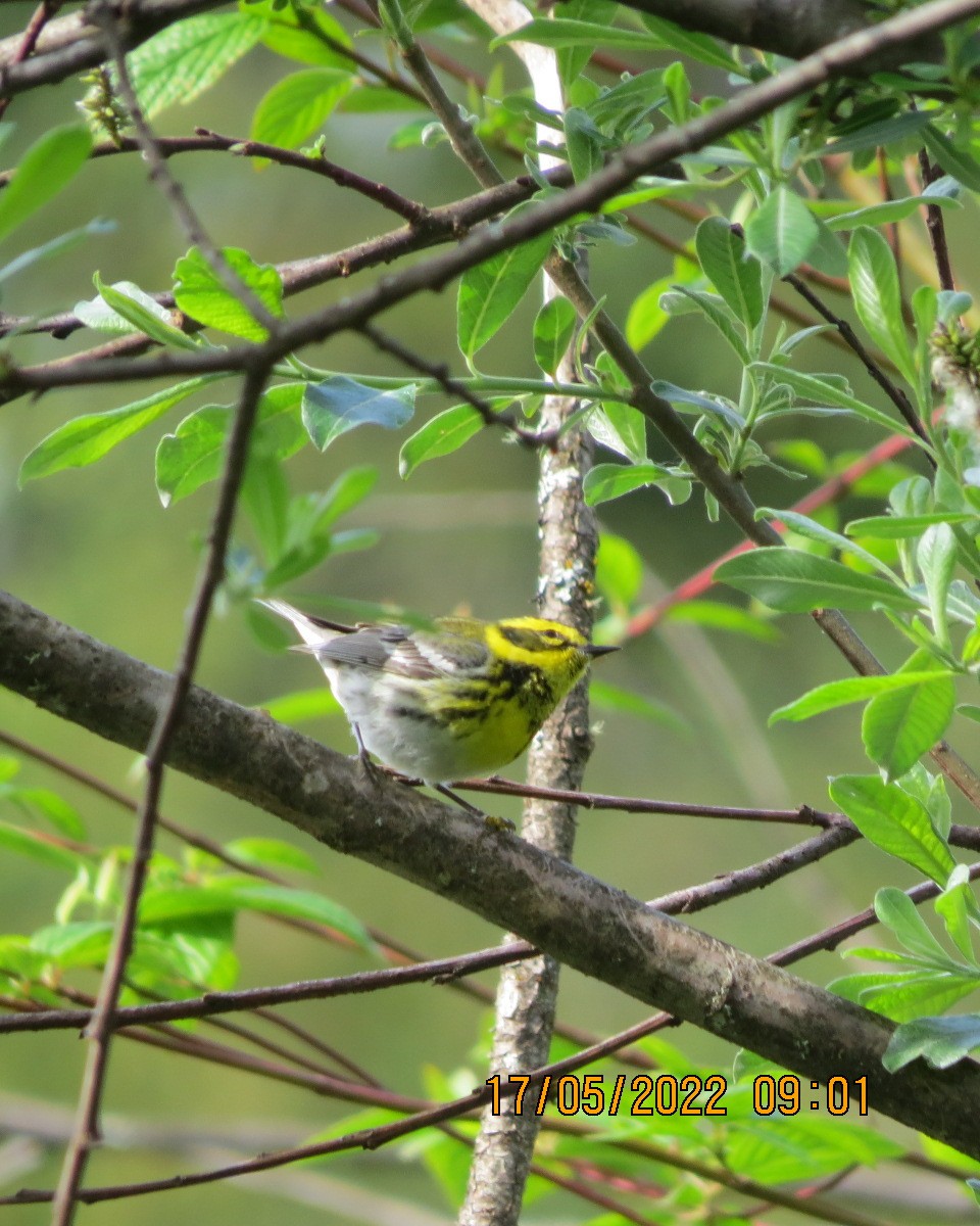 Townsend's Warbler - ML450881381