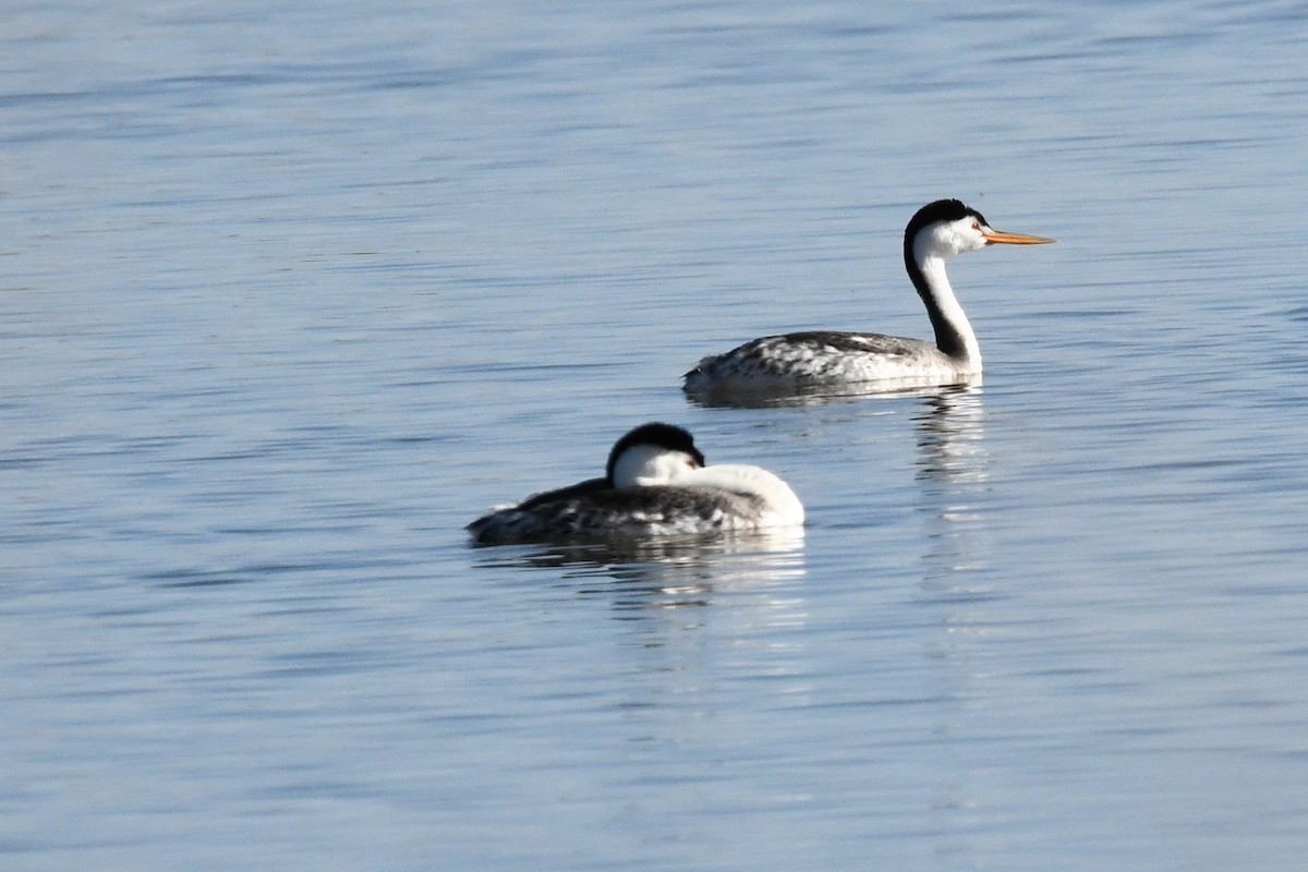 gulnebbdykker - ML450882051