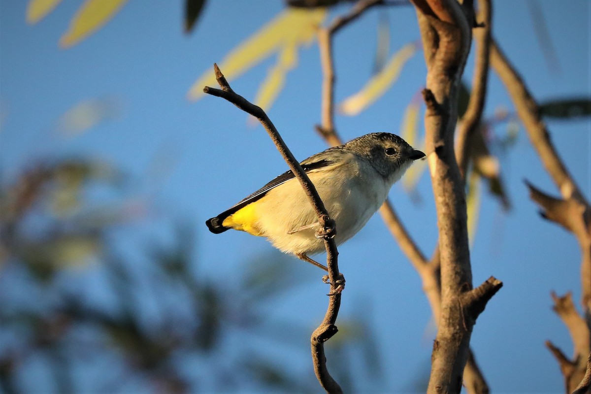 Spotted Pardalote (Yellow-rumped) - ML450882211