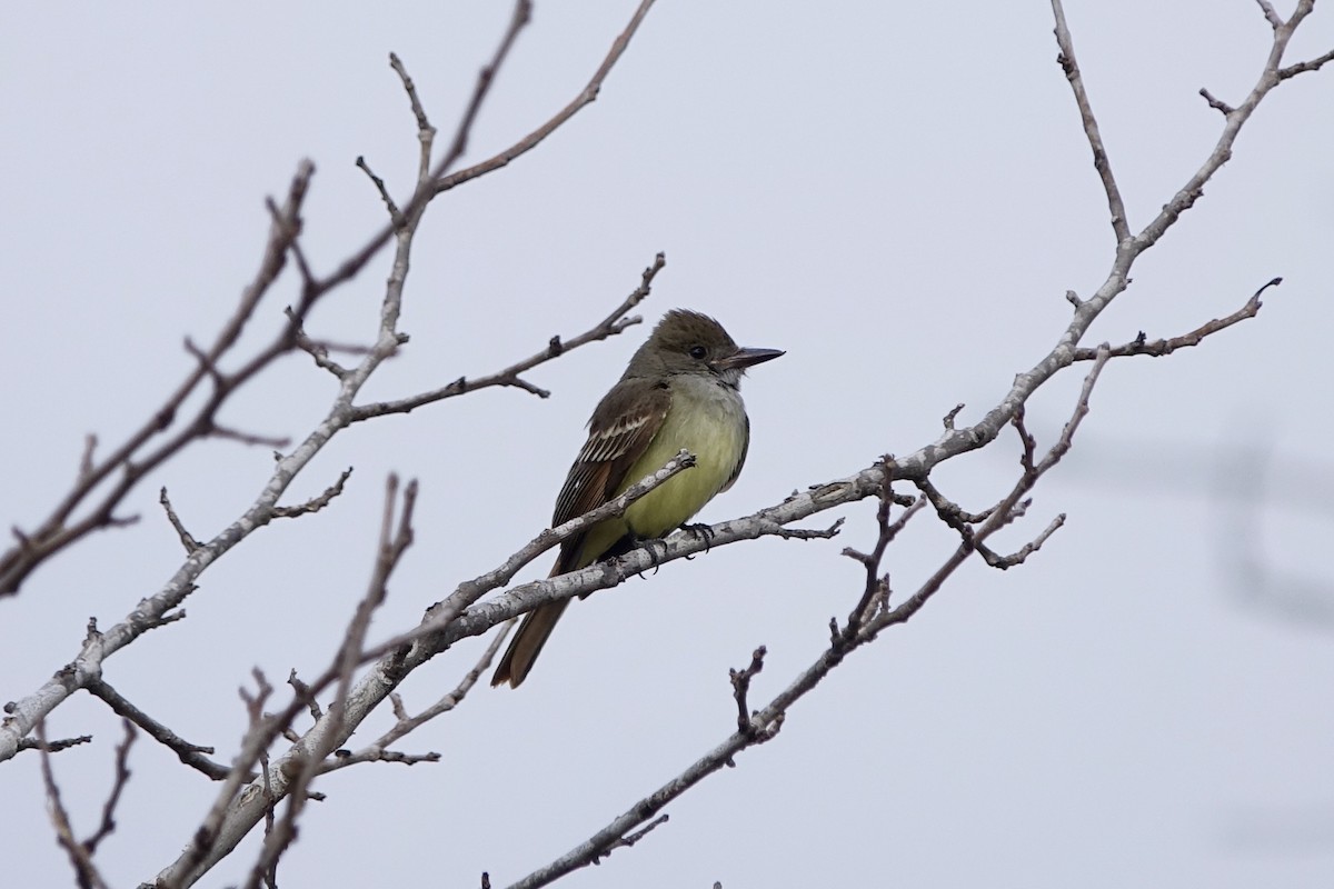 Great Crested Flycatcher - ML450882761