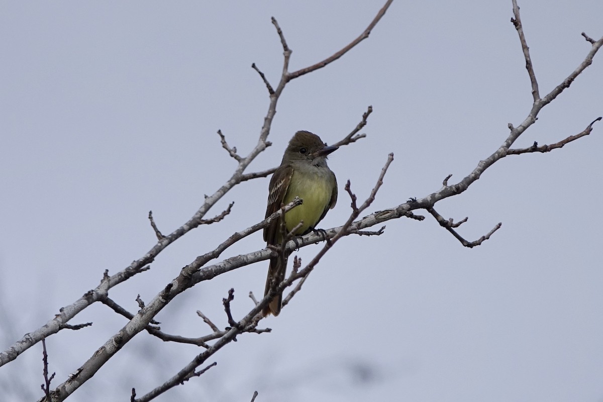 Great Crested Flycatcher - ML450882771