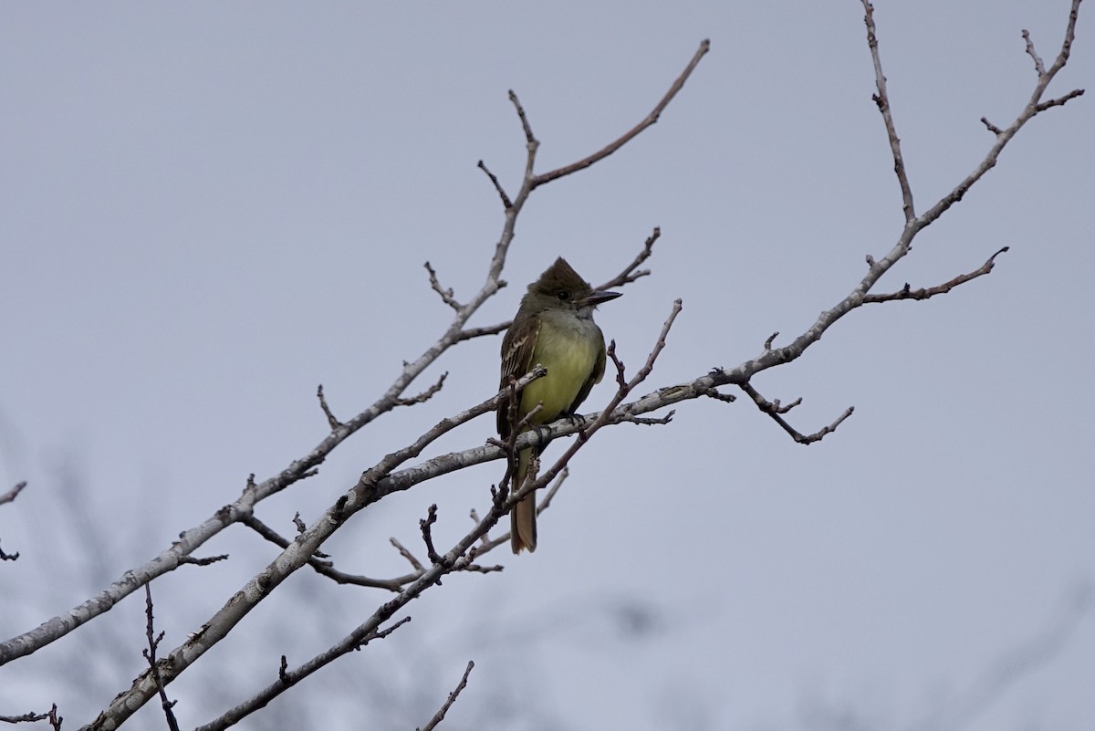 Great Crested Flycatcher - ML450882781