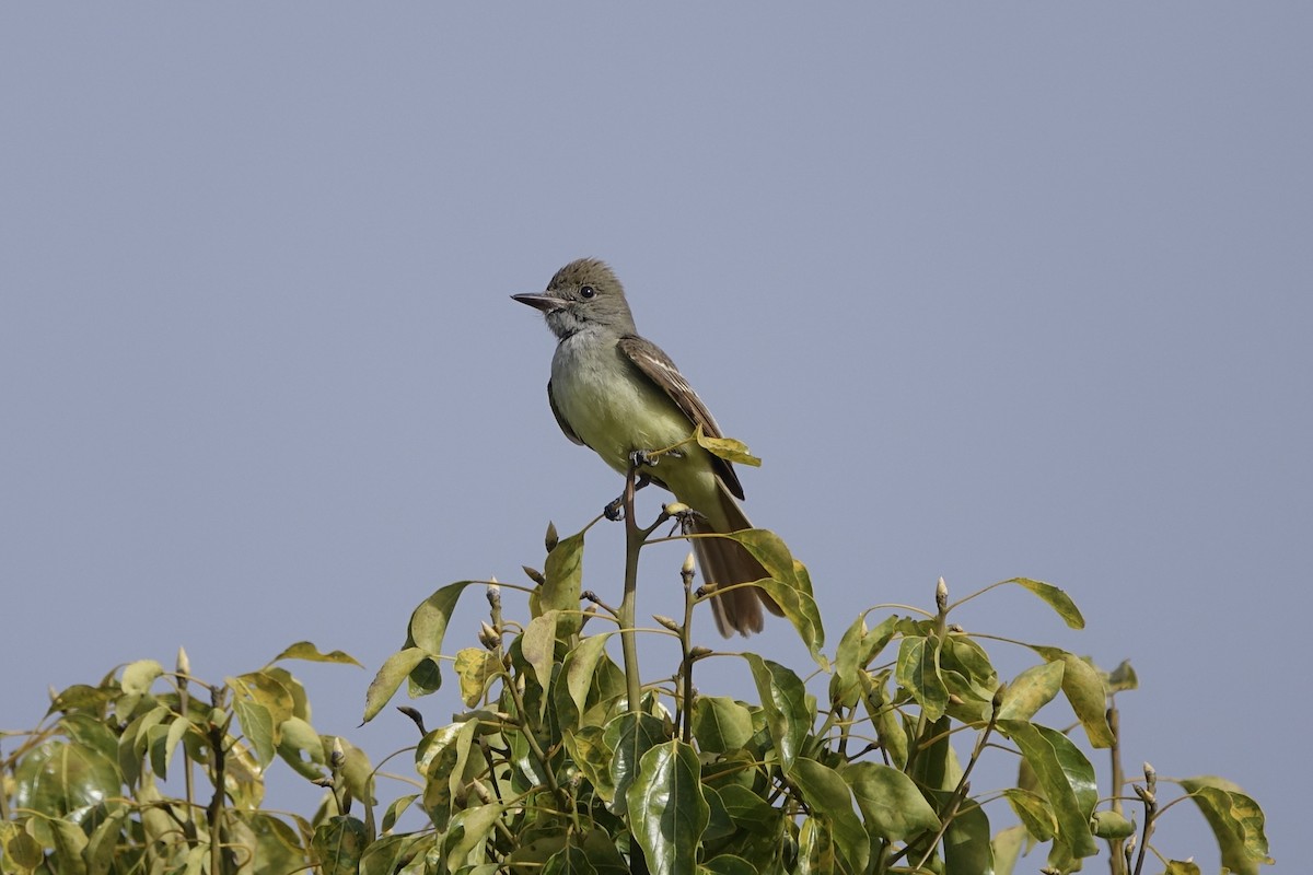 Great Crested Flycatcher - ML450882791