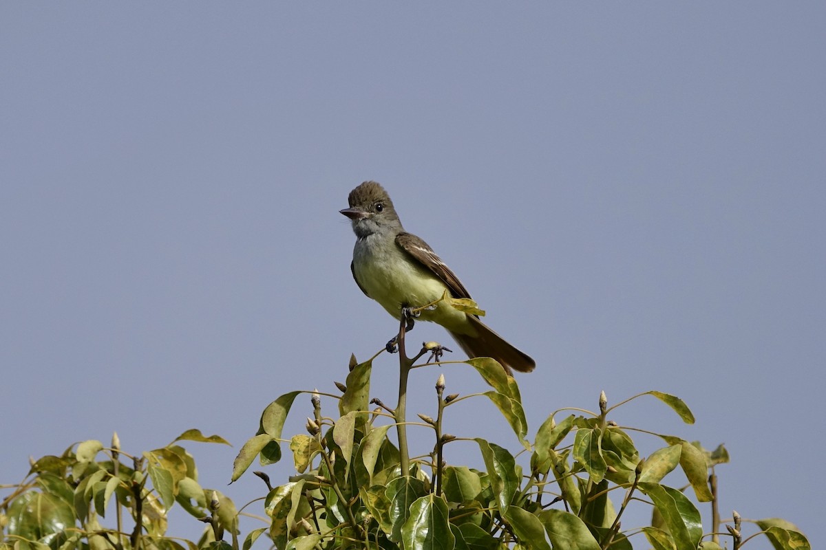 Great Crested Flycatcher - ML450882801